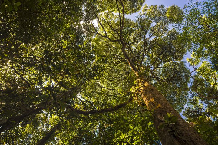 Exemple de ce que l'on appelle la "timidité des arbres", Guyanne française, le 8 novembre 2014 (BRUSINI AURELIEN / HEMIS.FR)