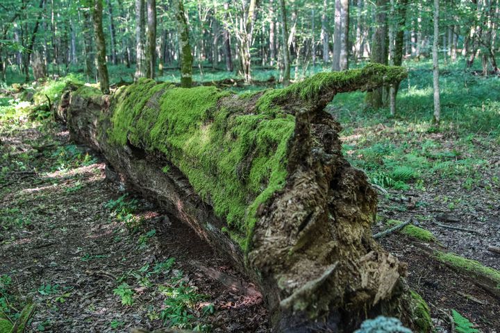 Forêt de&nbsp;Bialoweza en Pologne, le 15 juin 2017 (MICHAL FLUDRA / NURPHOTO)