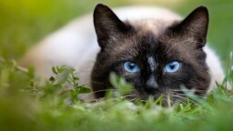 Cats: more than pets, they are our guardians of spirituality