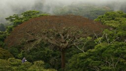 Festival Étonnants Voyageurs : un rêve merveilleux de forêt avec le botaniste Francis Hallé