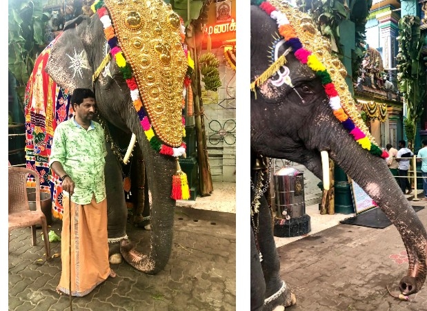 Elephante of the Manukala Vinayagar temple in Pondicherry