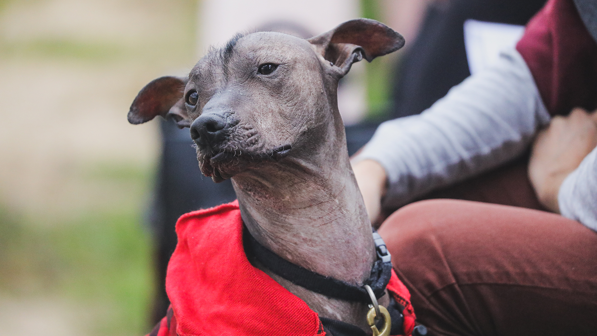 A dog similar to the Peruvian, in the Aztec Empire it was called xoloitzcuintle.  The “xolo”, which is how it was familiarly called, is supposed to be as old as the most primitive cultures in all of Mesoamerica (Getty Images)