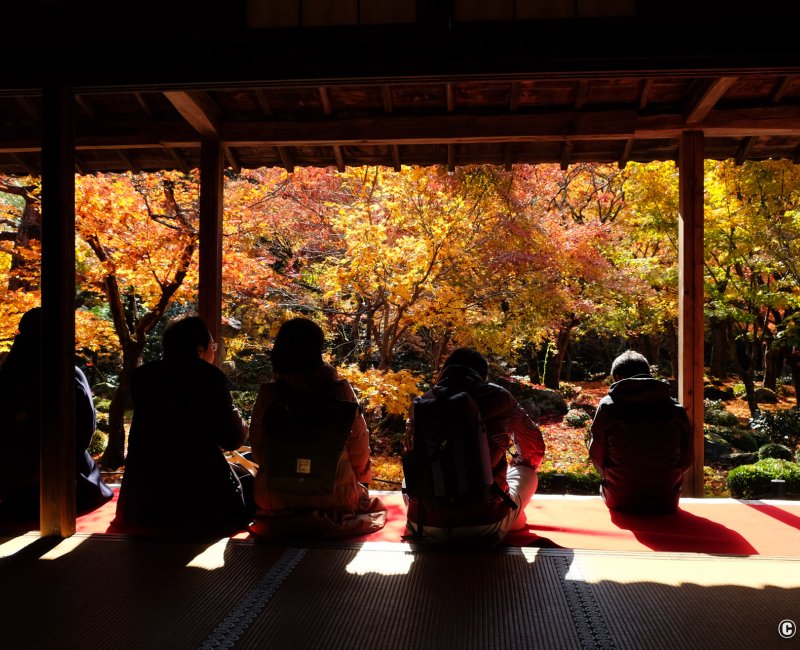 Enko-ji (Kyoto), contemplation du jardin en automne par les visiteurs du temple