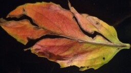This autumn let's stop and observe nature: what lesson can a leaf give us?