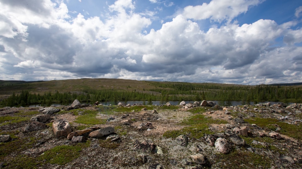Subarctic landscape scene with a river, lichen and small conifers.