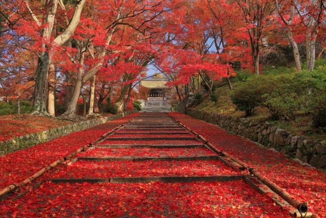In November, the streets of Kyoto, the former imperial capital of Japan, are covered with maple leaves.