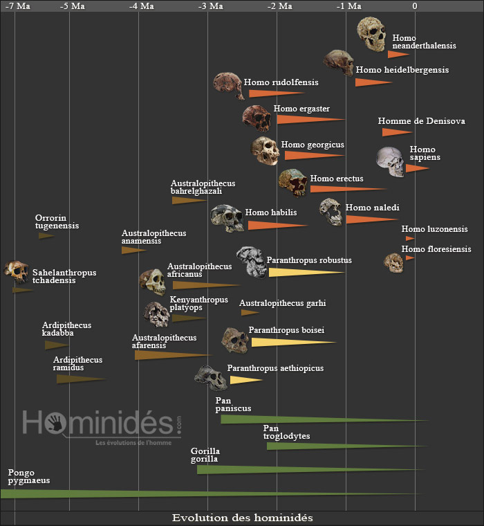 Family tree of hominids