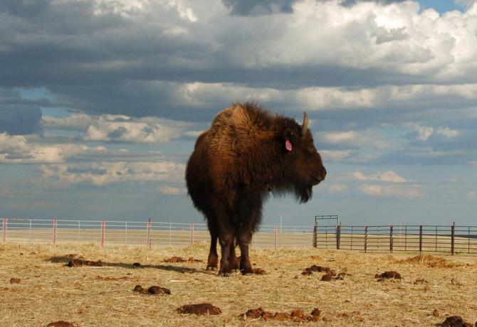Bison on the Fort Peck Reservation near Poplar, Montana in April 2012. 